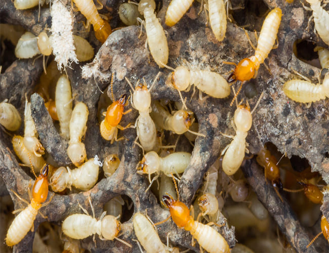 Termite Pest Control Services