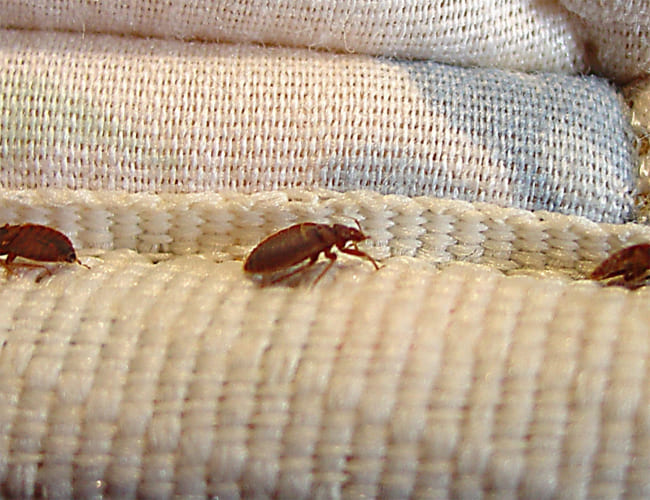 Bed Bugs Treatment